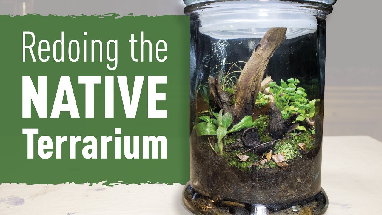 Redoing the Native Terrarium from HTT ep. 3 YouTube