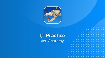 vet-Anatomy: Practice Feature