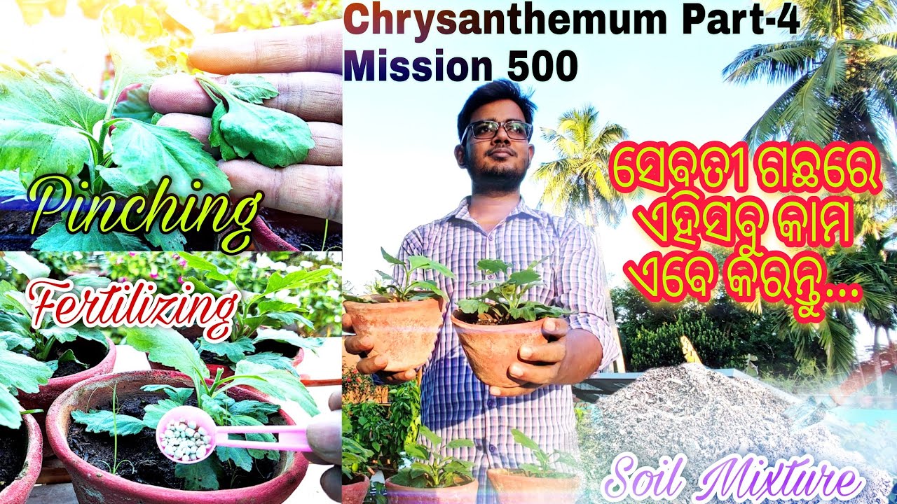 PART-4 || Chrysanthemum(Sebati) Pinching || Fertilizing || Soil Preparation @Odia_Gardener