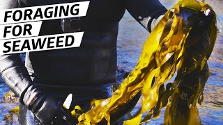 How Chef Jacob Harth Harvests and Cooks Wild Seaweed  — Deep Dive