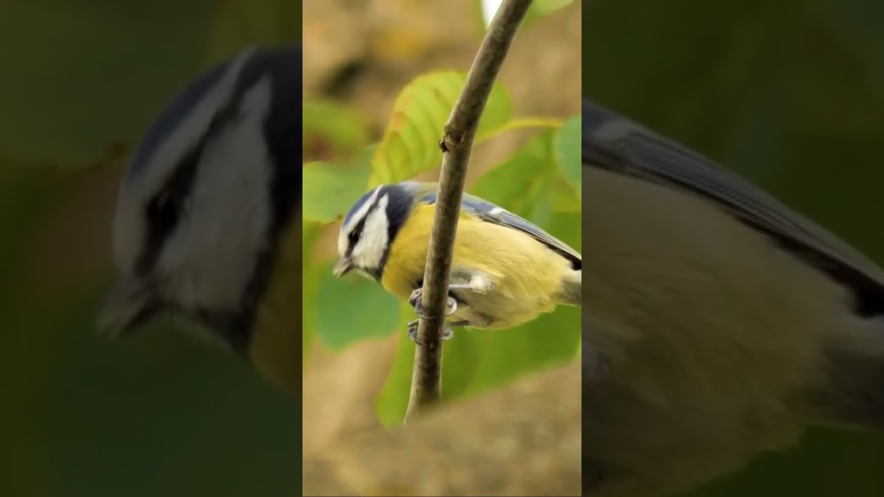 Japanese Tit/ Oriental Tit