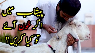 How to Treat Goats Bleeding After Delivery? Bakri Ke Pishab Main Khoon Aaey To Kya Ilaj Karen?