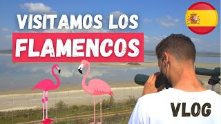 Thumbnail image for Flamencos 🦩 en Laguna de Fuente de Piedra - VLOG [Learn Spanish]