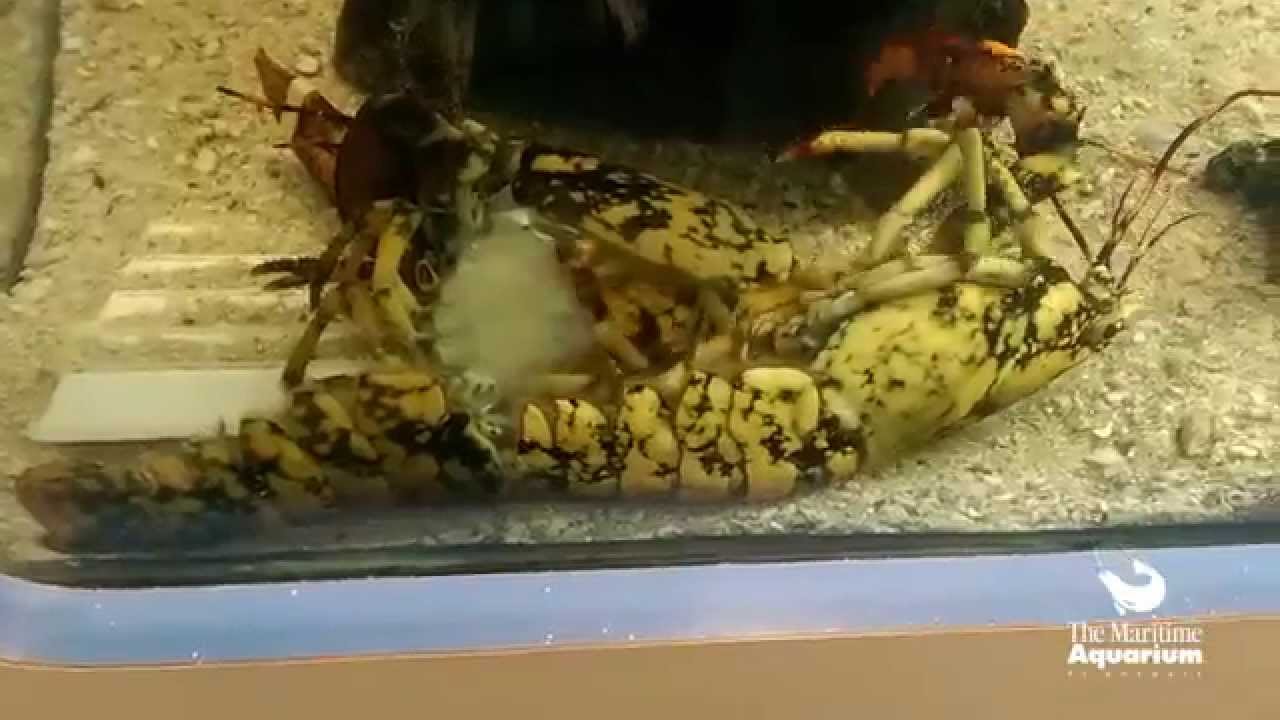 Timelapse: Molting Calico Lobster