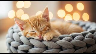 LIVE Soft Sleeping Cat for Cozy Background 🧡 | Season 31 | Full Album 🎵 screenshot 5