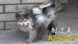 垃圾站裏走出來的小貓樣子兇巴巴的接觸後才發現她格外的黏人