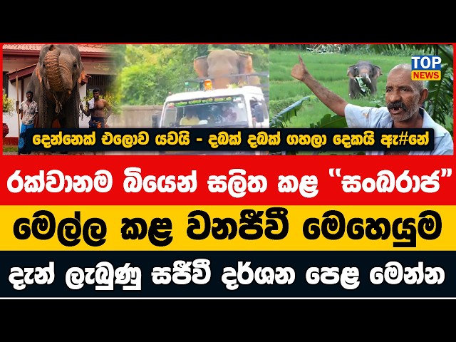රක්වානම බියෙන් සලිත කළ "සංඛරාජ" මෙල්ල කළ වනජීවී මෙහෙයුම