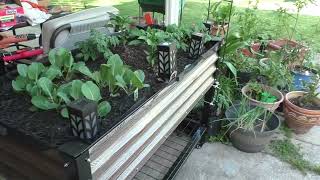 CHEF BOURQUE'S RAISED GARDEN BEDS BY VEIKOUS