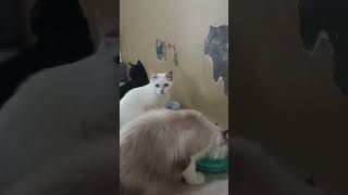 Tq Sdh Likes U0026 Subs Sehat2buat Klean  cats cat meow shorts viral kucing kitten