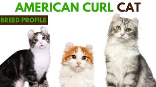 American Curl Breed Profile History - Traits - Price - American Curl Grooming Needs - Lifespan