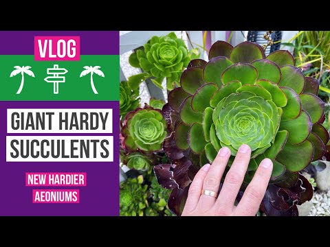 Growing giant succulents in my tropical garden - new hardier Aeoniums.