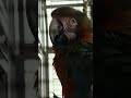 It's Colin Farrell and a parrot. What the heck? #Sugar Season 2 is now streaming on Apple TV.
