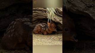 This Tiny Deer Has Secret Power! #shorts #facts #animals