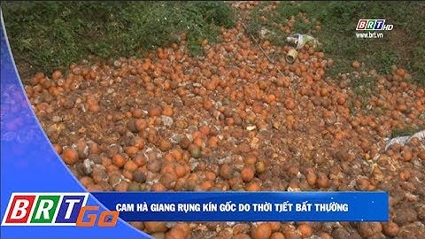 Cam Hà Giang rụng kín gốc do thời tiết bất thường