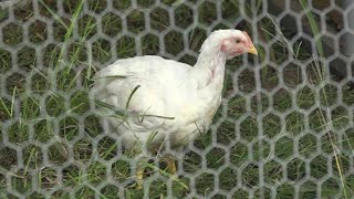 Tyson loses Oklahoma lawsuit over poultry pollution