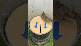Best mouse trap idea/creative rat trap at home #mousetrap #rattrap #rat