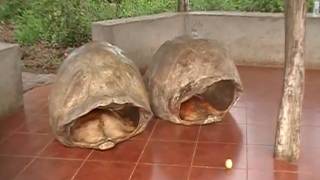 Galapagos Turtle Shells