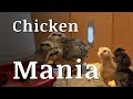 Chicken MANIA Collaboration