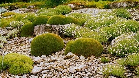 Garden Music / Tamara Maria op beelden van Edward Vlasveld