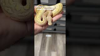 Celebrity Is this a BATMAN Ball Python?!?  What do you think? #ballpython #ballpythonbreeder #snake Profile