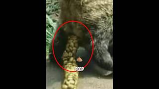 The World’s Most Expensive Coffee 😳☕ | Civet Cat Poop Coffee (Kopi Luwak).......#shorts #shortvideo