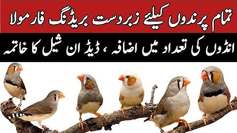 All Birds Breeding Formula 2023 | Birds Breeding Tips | Mini Zoo