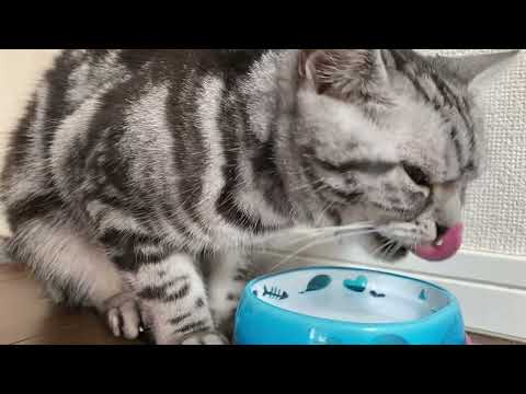 水をガブ飲みして偉いねクーちゃんになってしまう猫のクレアさん。