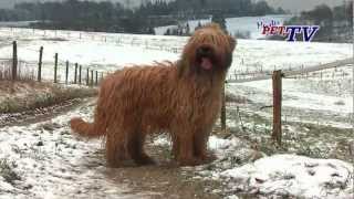 Berger de Brie (Briard): Informationen zur Rasse