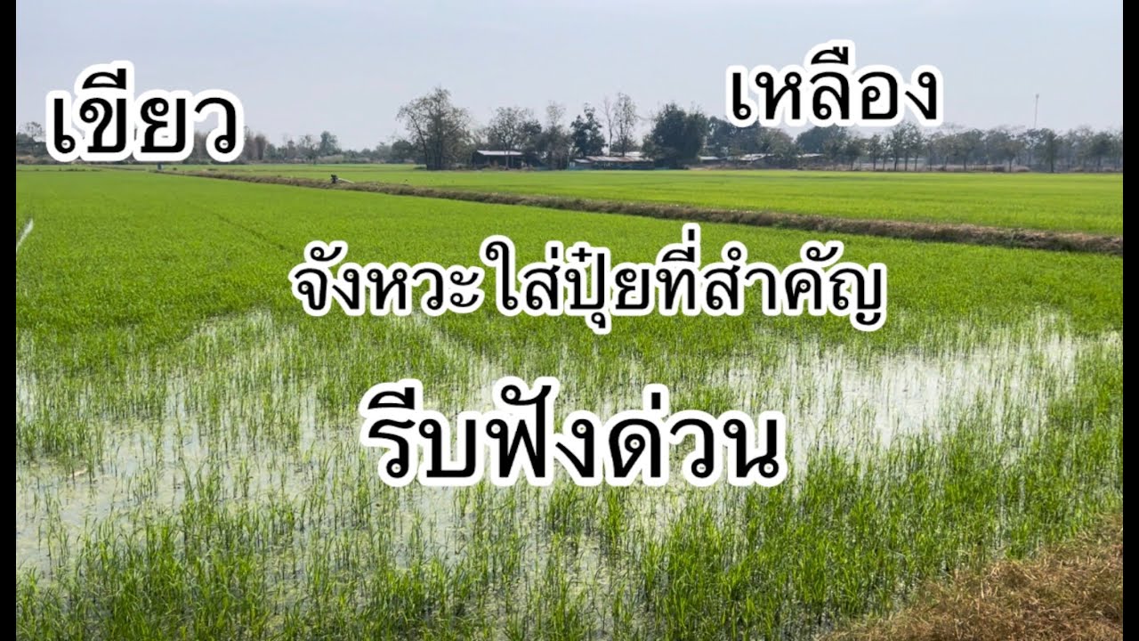 ปุ๋ยใส่ถูกจังหวะลดต้นทุน