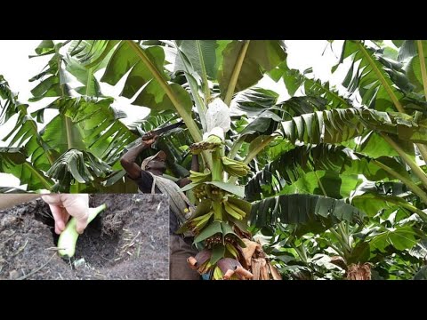 Vidéo: Types de courge banane - Conseils pour cultiver des plantes de courge banane