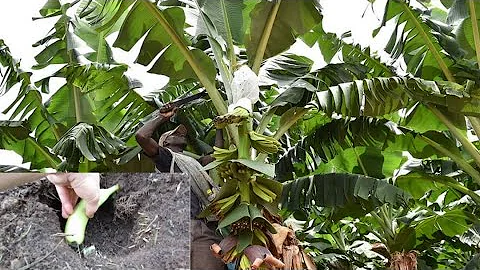 Comment on plante le plantain ?