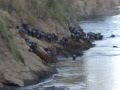 Croc Attacks Wildebeest -- Mara River Crossing/Great Migration