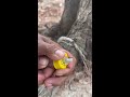 The guys shows SURVIVAL skills #survival #camping #outdoors #bushcraft