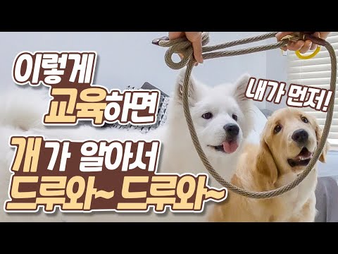 애견 목줄교육 이렇게 하면 강아지와 산책가기가 즐겁다