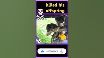 The Mother Bird’s Horrifying Moment! Cooper