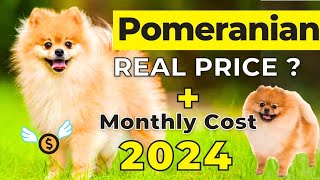 Pomeranian Dog Price In India 2024 | Pomeranian Price and Monthly Expenses