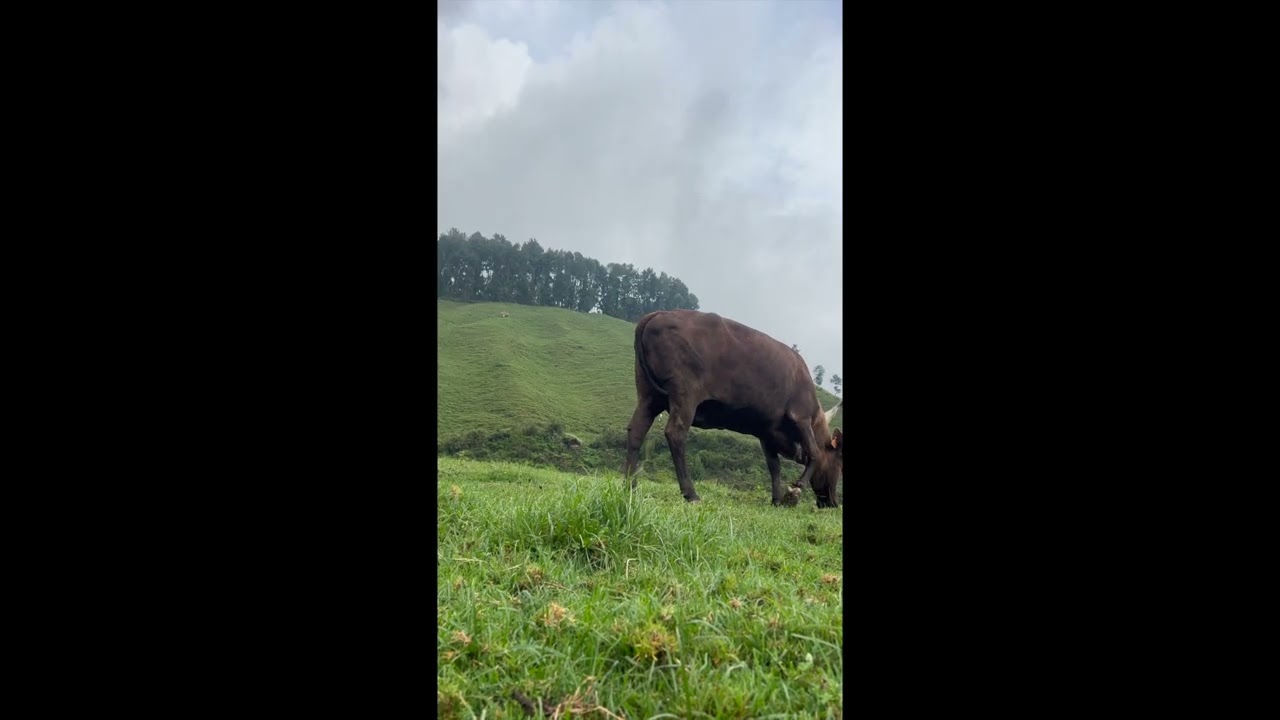 Cow Video