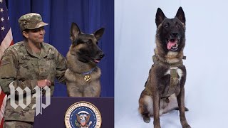 SNL's latest star to mock Trump: A real, live dog