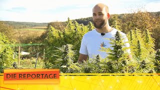 Industrielle Produktion von CBD-Gras 💰 Das Geschäft mit dem Cannabis | 1/2 | Die Reportage | ATV