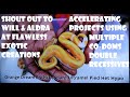 Accelerating Projects Using Multiple Co-Doms in Double Recessives + shout out to Flawless Exotic