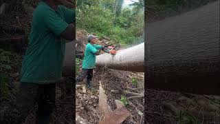 proses memotong kayu aprika yang sulit nek ws 598xp #woodworking #chainsaw #automobile #wood #tree