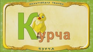 Мультіпедія Тварин. Літера К - Курча