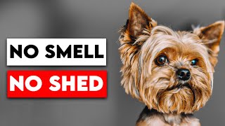 No Smell, No Shed! Meet the Cleanest Dog Breeds Ever!