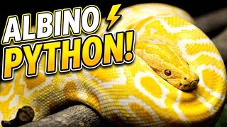 The Golden Giant: Exploring the Beauty of the Albino Burmese Python