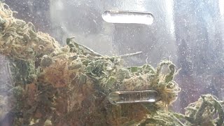 20 Min Live For Watering Chyrnobel W/ 70+' To Warm The Rootz