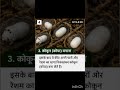 How Silk Is Made? Nature's Incredible Process 🐛#silkworm #sericulture #amazingfacts #shorts