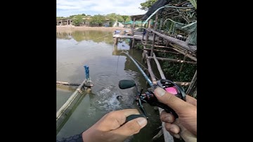 Câu lure cá mú hồ Hai Sự