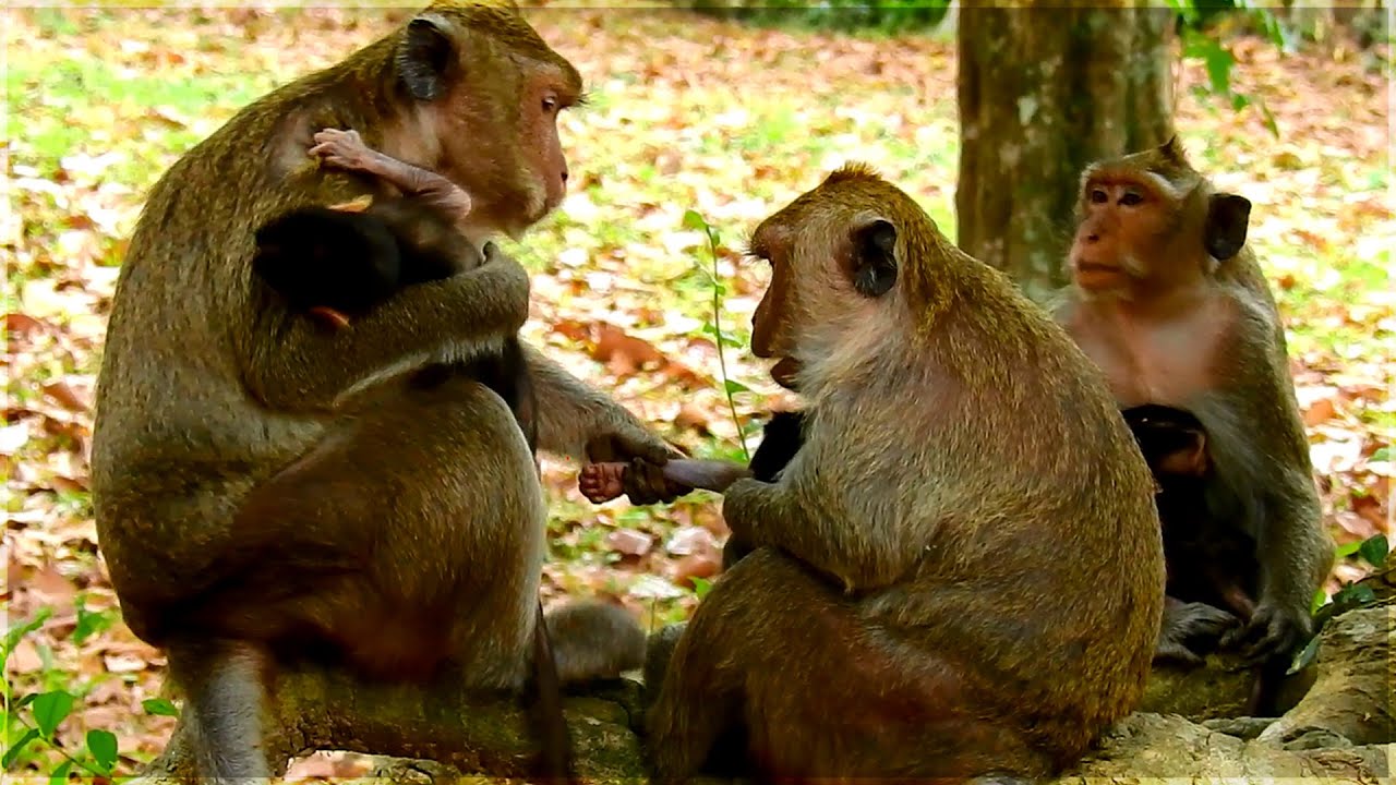 Maria Jill & Dee Dee still sitting wait for their king | How sadness female monkeys