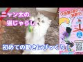 【マルカン】ニャン太の猫じゃらし不思議なくるくるで遊んでみた！