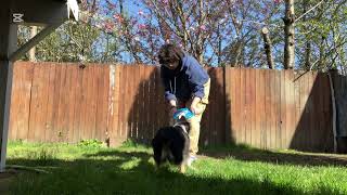 Disc Roller Trick Tutorial (Do More With Your Dog! Tricktionary)